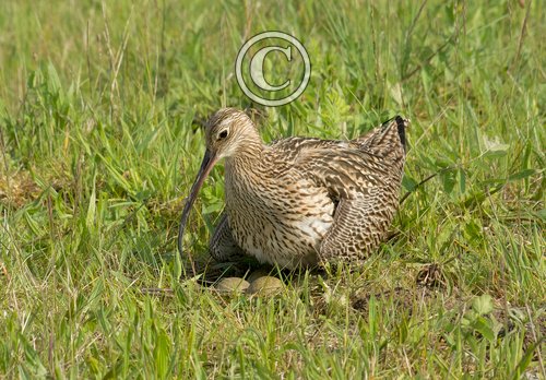   Common Curlew at a Nest DM2055